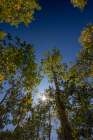 With Fall coming, an aspen grove slowly goes from green to yellow leaves. Art Print